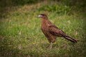 065 Paaseiland, chimango caracara